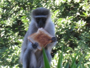 Monkey Eating Toast
